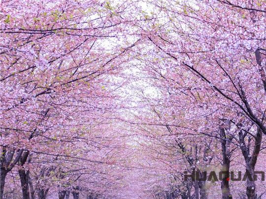 華全發電機組：這個春天不寂寞！剛看完櫻花怒放，新疆又放大招，預將百萬畝沙漠變綠洲