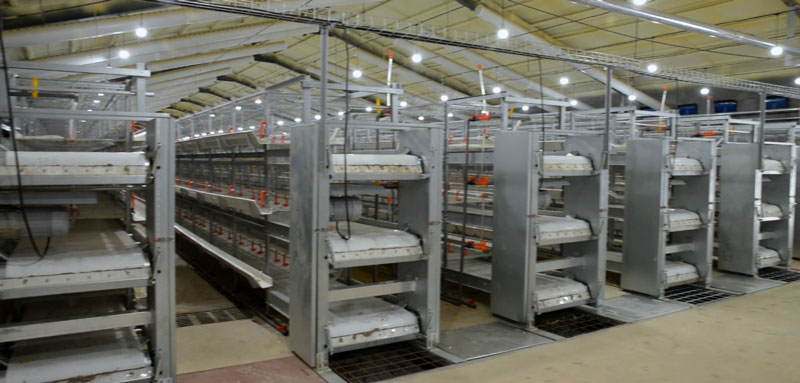 華全官網丨保供電，守安全！華全1000千瓦發電機組助力養殖企業高質量發展